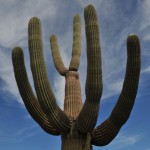 Position the camera to create space between all the arms of a cactus.