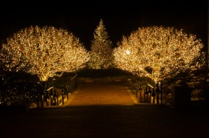 Lighted trees in the Heritage Garden