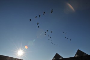 Sun, geese and a CBG greenhouse .